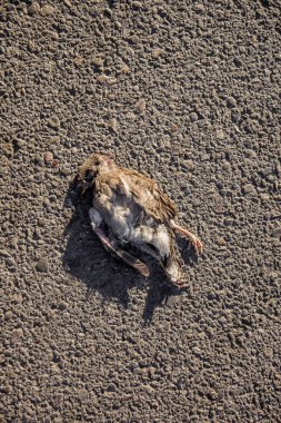 Ölü serçe kaldırımda yalan. Bir kuş cansız beden. Çürümüş et. Kabartma doku asfalt. Ölüm bir kuş.