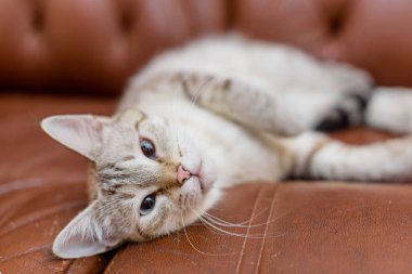 Kedi bej rengi. Hayvan. Kedi kahverengi deri kanepeye yalan. Hayvan bakışları. Işık gözleri. Adamın demir hayvan el..