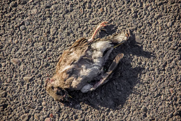 死んだスズメ 舗装の上に横たわる 鳥の死体 腐った肉 アスファルトのテクスチャを救済 鳥の死 — ストック写真