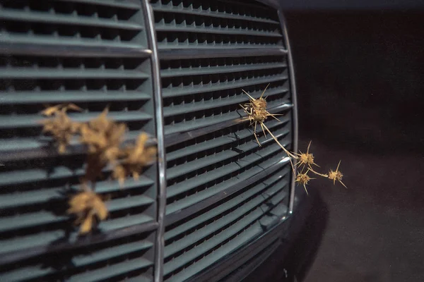 Dry thorny plant stuck in the radiator grille of the machine. Thistle dry. The plant is called: feverweed. Nature. Car.