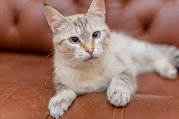 Kočka Béžové Barvy Zvíře Kočka Ležící Hnědou Koženou Pohovku Zvířecí — Stock fotografie
