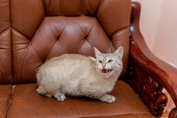 Cor Bege Gato Animal Gato Deitado Sofá Couro Marrom Olhar — Fotografia de Stock