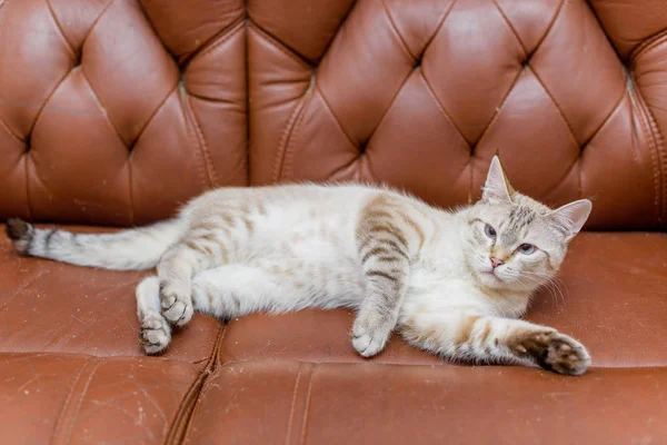 Cat beige color. Animal. Cat lying on a brown leather sofa. Animal gaze. Light eyes. Man\'s hand Iron the animal.