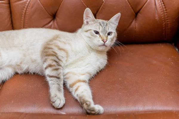 Cat beige color. Animal. Cat lying on a brown leather sofa. Animal gaze. Light eyes. Man\'s hand Iron the animal.