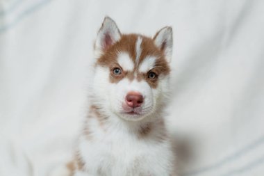 Işık paket bir arka plan üzerinde oturan husky köpek yavrusu. Köpek yavrusu kırmızı renk. Hayvan bakışları. İnsan arkadaşı. Mavi gözlü bir köpek. Çizgili ekose.