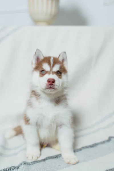 Husky Welpen Sitzen Auf Einem Hintergrund Aus Heller Decke Welpen — Stockfoto