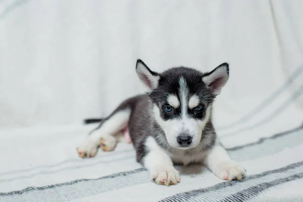 Husky Puppy Sitting Wooden Bench Background Puppy Black White Color — Stock Photo, Image