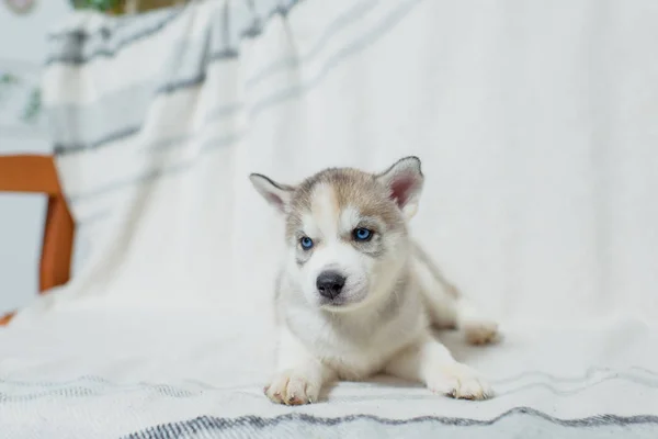 Husky Cucciolo Seduto Una Panchina Legno Colore Beige Scuro Amico — Foto Stock