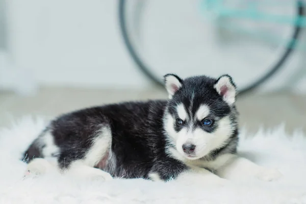 Husky Puppy Sitting White Wall Background Puppy Black White Color — Stock Photo, Image