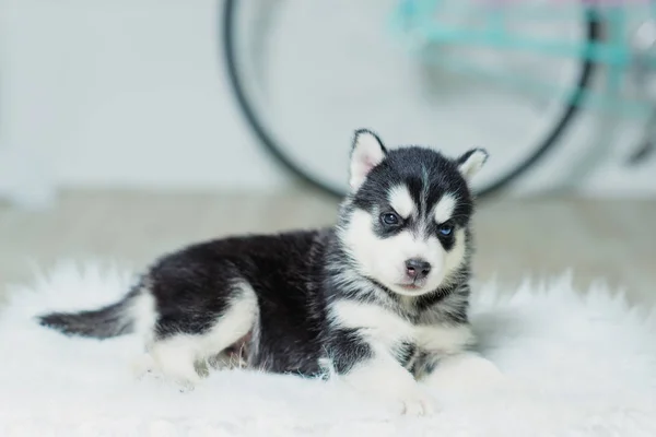 丈夫小狗坐在白色的墙壁背景 小狗黑色和白色 蓝色的自行车 狗在白色蓬松的地毯上 动物的注视 人类的朋友一只蓝眼睛的狗 — 图库照片