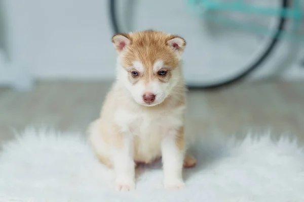 Husky Valp Sitter Vit Vägg Bakgrund Valp Beige Färg Hund — Stockfoto