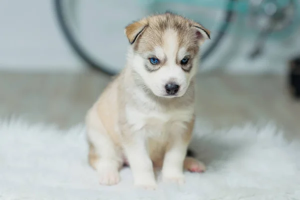 Szczeniak Husky Siedzący Tle Białej Ściany Szczeniak Beżowy Kolor Pies — Zdjęcie stockowe