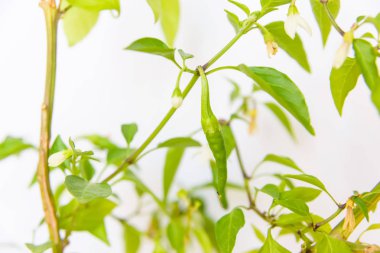 Yeşil bitki. Genç ağaç bitki örtüsü ile. Kök. Yapraklarda hafif bir arka plan ile bir ağaç dal. Güneşli bir gün. Bahar.