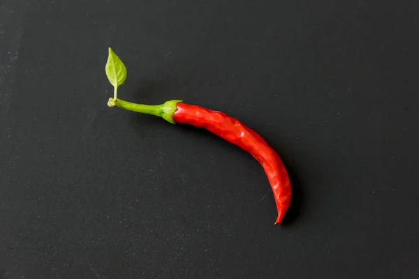 Red Chili Peppers Black Background Hot Peppers Black Background Vegetables — Stock Photo, Image
