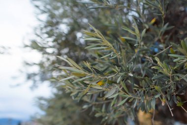 Yeşil yaprakları ile bir ağaç dal. Gökyüzüne karşı bitki. Makro çekim. Yaprak dokusu. Şehir etrafında yürümek. Ağaç.