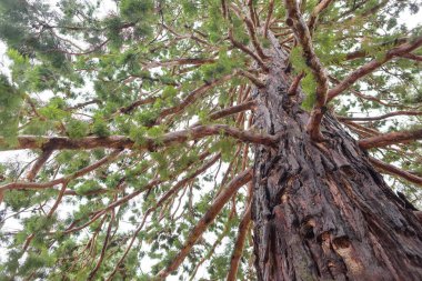 Çok eski kuru odunlar. Sequoia. Kabuk dokusu. Yeşil yosun bir sekoya bagajında dibinde. Ağaç dalları. Kırım'dinlenme. Doğada yürüyüş.