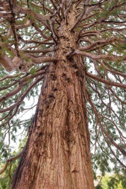 Çok eski kuru odunlar. Sequoia. Kabuk dokusu. Yeşil yosun bir sekoya bagajında dibinde. Ağaç dalları. Kırım'dinlenme. Doğada yürüyüş.
