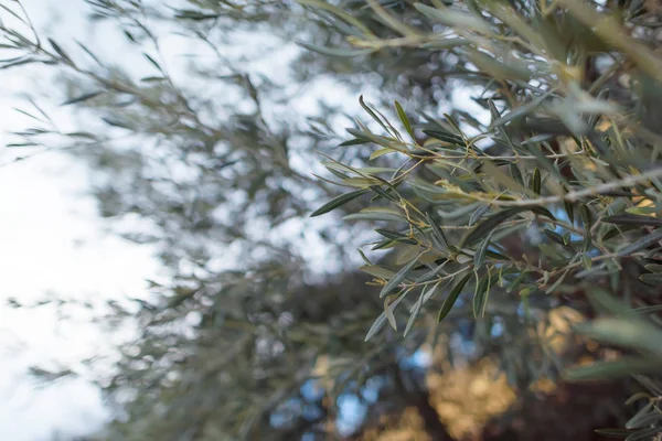 Ramitas Árbol Con Hojas Verdes Planta Contra Cielo Disparos Macro —  Fotos de Stock