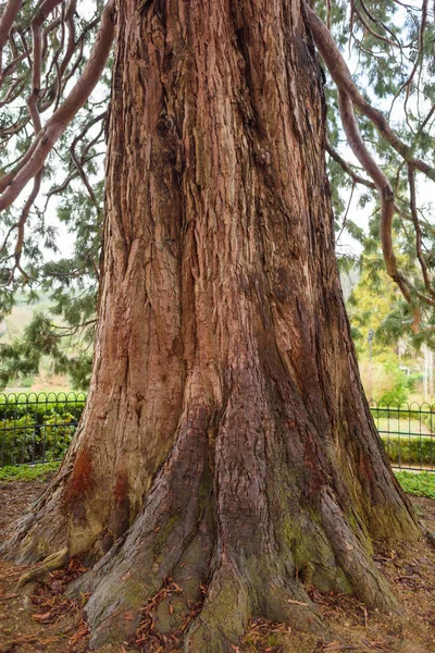 Très Vieux Bois Sec Sequoia Texture Écorce Mousse Verte Base — Photo