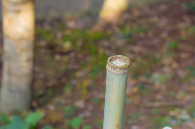 Yeşil Bambu. Doğada bitki örtüsü. Bitkilerin doku. Kırım'dinlenme. Bambu sağlam mayo. Köklerini bitkiler.