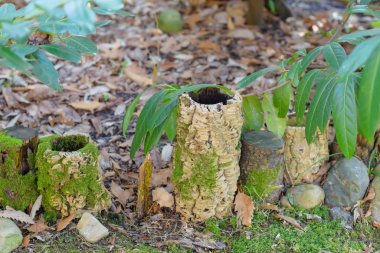 Yeşil Bambu. Doğada bitki örtüsü. Bitkilerin doku. Kırım'dinlenme. Bambu sağlam mayo. Köklerini bitkiler.