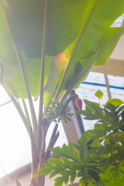 Bina bitki ile büyümüş, terk edilmiş bir. Mimarisi. Yeşil palmiye ağaçları. Doğada bitki örtüsü. Uzun boylu ağaçlar. Sapları ve bitkilerin dal. Loach duvara büyür. Duvarları yosun kaplı. Crimea.