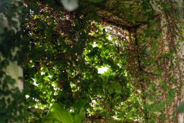 Bina bitki ile büyümüş, terk edilmiş bir. Mimarisi. Yeşil palmiye ağaçları. Doğada bitki örtüsü. Uzun boylu ağaçlar. Sapları ve bitkilerin dal. Loach duvara büyür. Duvarları yosun kaplı. Crimea.