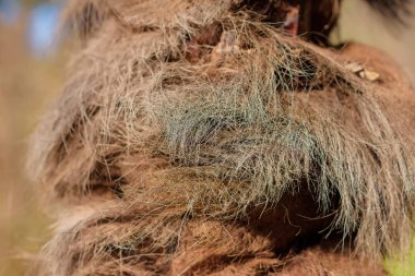 Arka plan palmiye ağaç kabuğu. Duvar kağıdı kabuğu palm. Uzun kahverengi kıllar bir palmiye ağacının gövde etrafında. Kıllı ağaç gövdesi. Eski palmiye ağaç gövdesi. Ağaç yaprak kıvrılma kıllar.