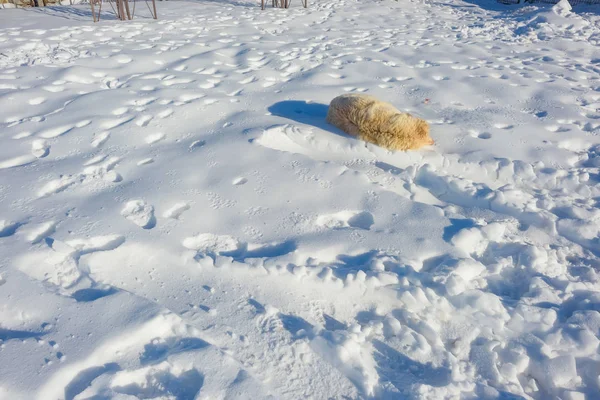 Cão Cor Clara Neve Animal Textura Superfície Neve Pegadas Humanas — Fotografia de Stock