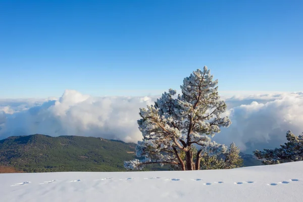 Snow-covered hills of the mountains. Pines in the snow. Blue sky. Thick white clouds. Height above sea level. Mountain called: Ai-Petri. Crimean mountains. Metal radio tower. Tourism. Rest in Crimea. Winter.