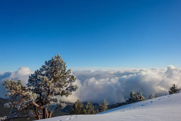 Snow-covered hills of the mountains. Pines in the snow. Blue sky. Thick white clouds. Height above sea level. Mountain called: Ai-Petri. Crimean mountains. Metal radio tower. Tourism. Rest in Crimea. Winter.