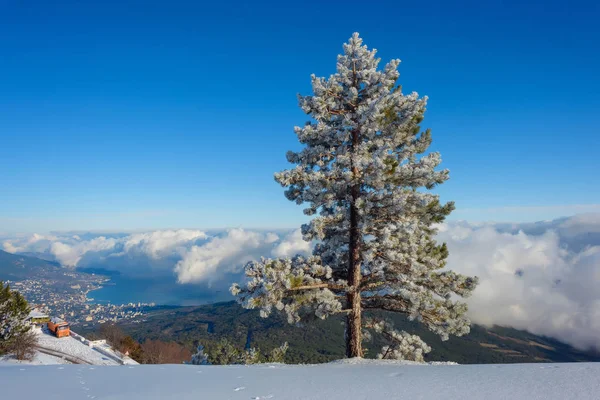 Snow-covered hills of the mountains. Pines in the snow. Blue sky. Thick white clouds. Height above sea level. Mountain called: Ai-Petri. Crimean mountains. Tourism. Rest in Crimea. Winter.