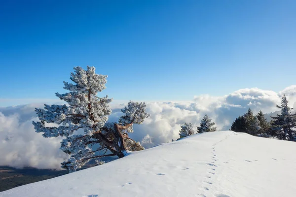 Snow-covered hills of the mountains. Pines in the snow. Blue sky. Thick white clouds. Height above sea level. Mountain called: Ai-Petri. Crimean mountains. Tourism. Rest in Crimea. Winter.