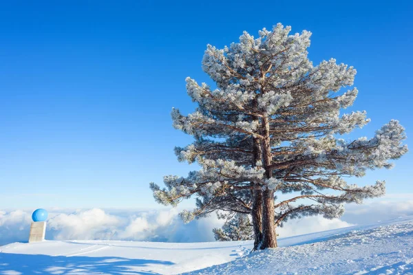 Snow-covered hills of the mountains. Pines in the snow. Blue sky. Thick white clouds. Height above sea level. Mountain called: Ai-Petri. Crimean mountains. Tourism. Rest in Crimea. Winter.