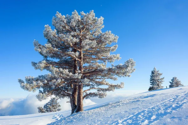 Snow-covered hills of the mountains. Pines in the snow. Blue sky. Thick white clouds. Height above sea level. Mountain called: Ai-Petri. Crimean mountains. Tourism. Rest in Crimea. Winter.