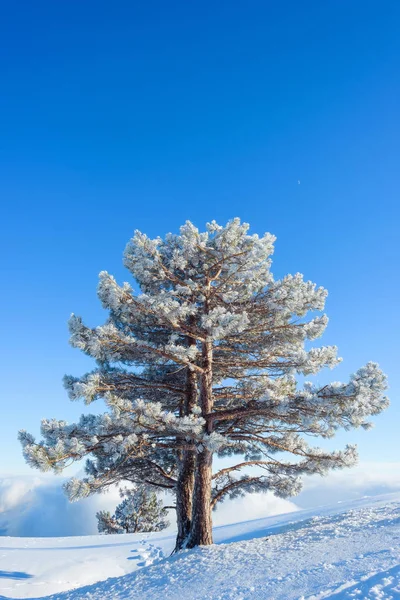 Snow-covered hills of the mountains. Pines in the snow. Blue sky. Thick white clouds. Height above sea level. Mountain called: Ai-Petri. Crimean mountains. Tourism. Rest in Crimea. Winter.