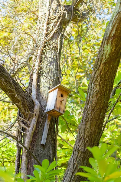 木の上の木製巣箱 自然の植生 緑の葉を持つ背の高い木 大きな木の幹 クリミア半島の残りの部分 フォレスト 自然の中を歩きます — ストック写真