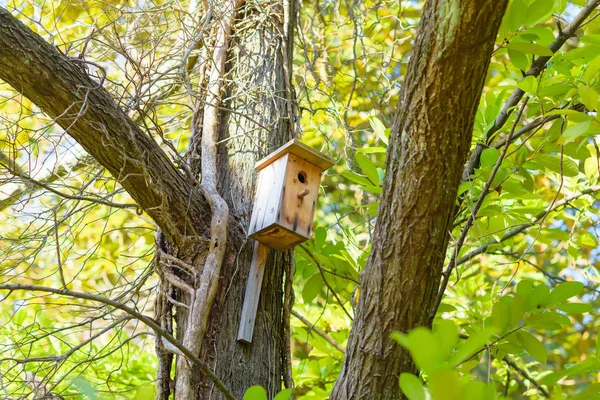 Houten Birdhouse Boom Vegetatie Natuur Hoge Bomen Met Groene Bladeren — Stockfoto