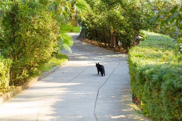 Black cat walking along the track. Rest zone. Animal. Vegetation in nature. Tall trees with green leaves. Spruce and pine. Rest in Crimea. Walk in nature. Green grass.