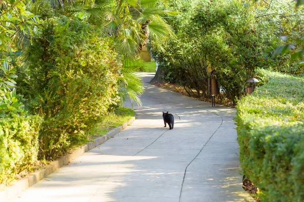 Black Cat Walking Track Rest Zone Animal Vegetation Nature Tall — Stock Photo, Image