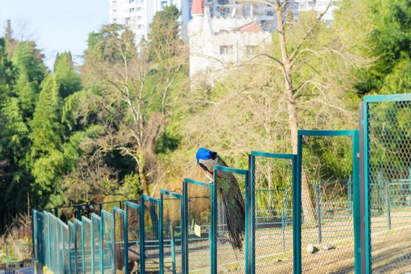 Павлин Сидит Заборе Птица Синими Зелеными Перьями Металлическая Сетка Высокие — стоковое фото