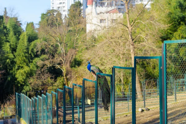 Павлин Сидит Заборе Птица Синими Зелеными Перьями Металлическая Сетка Высокие — стоковое фото