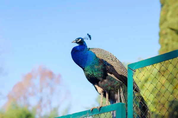 Paon Assis Sur Clôture Oiseau Aux Plumes Bleues Vertes Clôture — Photo