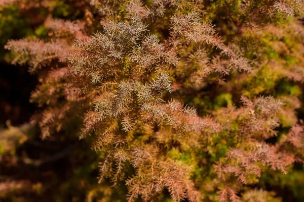 Pozadí Větve Jehličnanů Jedle Větve Tapeta Jehličnaté Rostliny Golden Brown — Stock fotografie