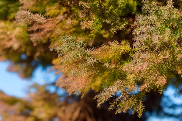 Background conifer branches. Fir branches wallpaper. Coniferous plant golden brown. The leaves are needle-shaped. A woody plant from the conifer department. Yellowed old needles of a juniper tree.