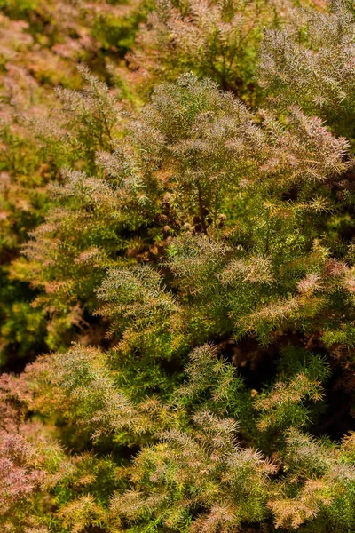 Background conifer branches. Fir branches wallpaper. Coniferous plant golden brown. The leaves are needle-shaped. A woody plant from the conifer department. Yellowed old needles of a juniper tree.