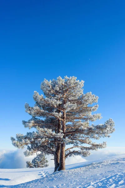 Snow Covered Hills Mountains Pines Snow Blue Sky Thick White Stock Photo