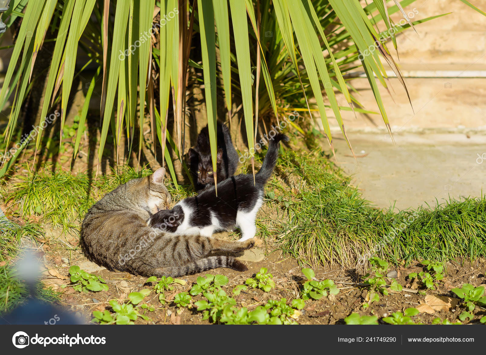palm tree cats