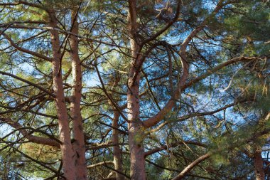 Doğada bitki örtüsü. Uzun boylu ağaçlar. Ladin ve çam. Doğada yürüyüş. Yeşil çim. Odunsu ve dayanıklı ağaç gövdeleri. Kırım'dinlenme.