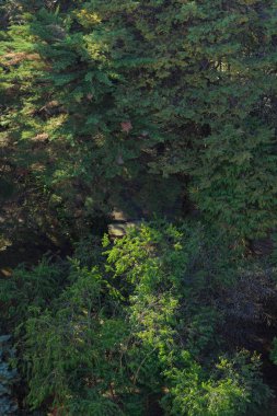 Doğada bitki örtüsü. Uzun boylu ağaçlar yeşil yeşillik ile. Ladin ve çam. Bitkilerin doku. Kırım'dinlenme. Orman. Doğada yürüyüş.